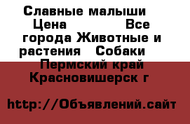 Славные малыши! › Цена ­ 10 000 - Все города Животные и растения » Собаки   . Пермский край,Красновишерск г.